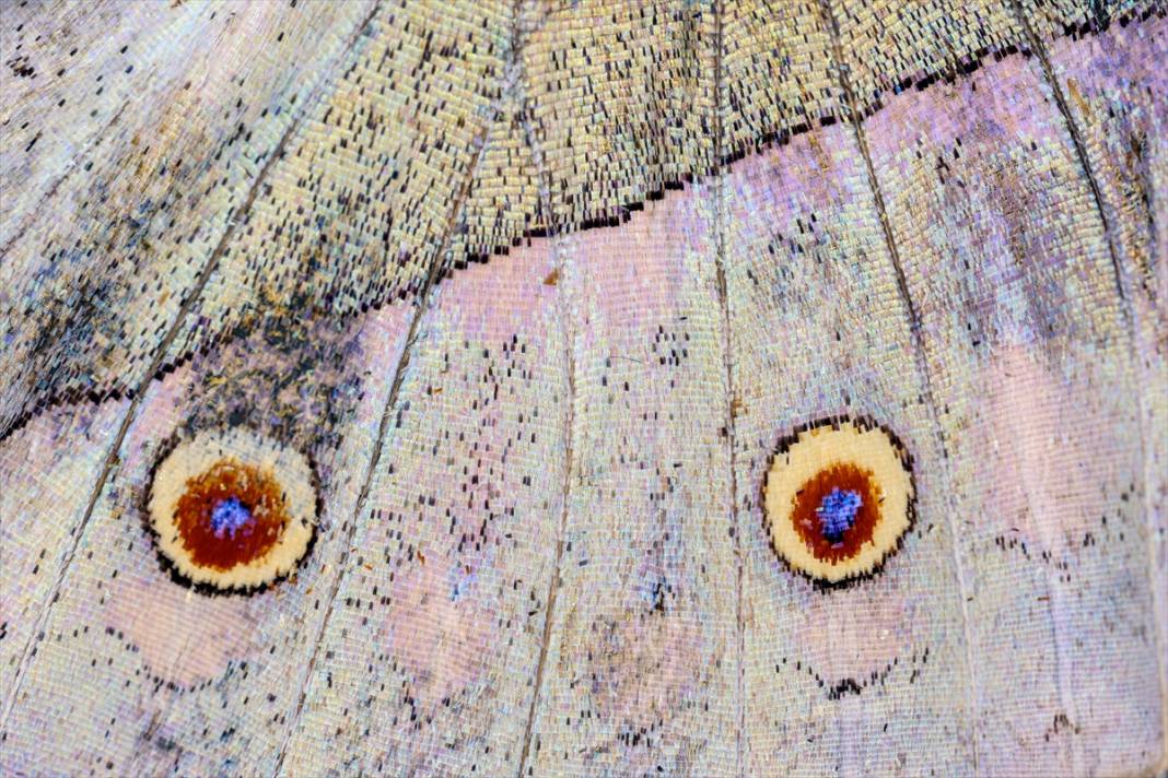 Konya’nın ünlü bahçesindeki detaylar tüyler ürpertti: İyi ki küçükler 9